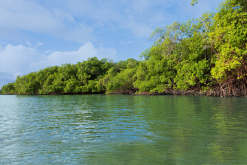 Giochi di riflessi tra mangrovia e acqua.