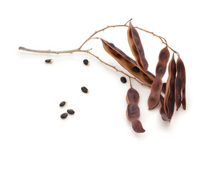 mimosa acacia pods and seeds on white background