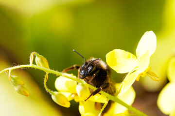 A bumblebee close up on a yellow flower. Insect in natural environment.