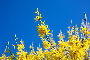 Blooming spring yellow shrub flowers - Forsythia intermedia border forsythia .