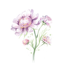 Watercolor pink flowers stylization Illustration, Isolated on white