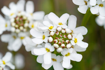 Close-up of white flowers of the evergreen candytuft. Hardy perennial in the garden. Iberis sempervirens