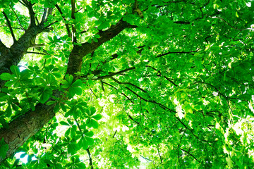 View from below into the treetop of an old chestnut tree. Green background from chestnut leaves.