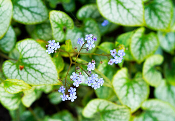 Fine blue flowers of the Caucasus forget-me-nots. Hardy perennials in the garden. Brunnera macrophylla in close-up.