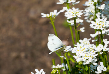 Small cabbage white butterfly sits on the flowers of the evergreen candytuft. Close up of insect in...