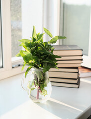 Bouquet of green herbs in a glass vase and books on the windowsill. fresh garden greens in a transparent jug, cozy summer morning concept, blogger content.