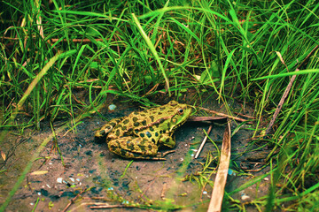 Green frog close - up sitting in the grass