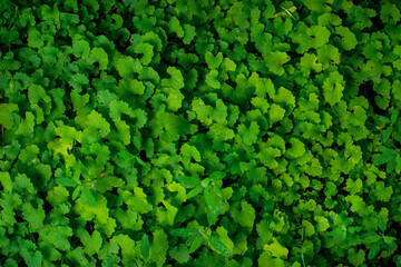 Green grass background, top view. Green background of plants