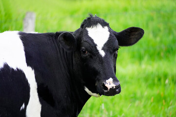 Portrait of a cow in a meadow. Black and white spotted fur. Mammals in a pasture in a rural setting.