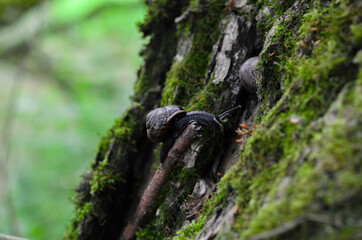 Obraz premium Snail on a tree