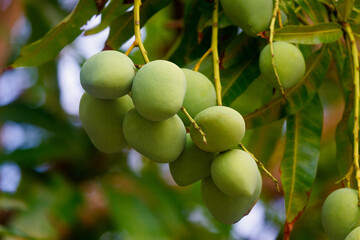 A bunch of green mangoes growing on a tree on a farm.