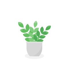This is a houseplant isolated on a white background.