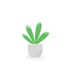 This is a houseplant isolated on a white background.