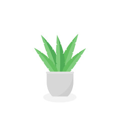 This is a houseplant isolated on a white background.