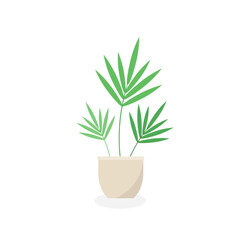 This is a houseplant isolated on a white background.