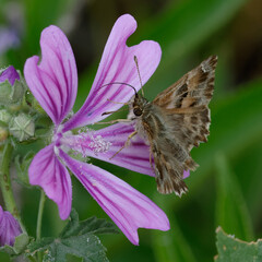 Mallow skipper (Carcharodus alceae) on a flower