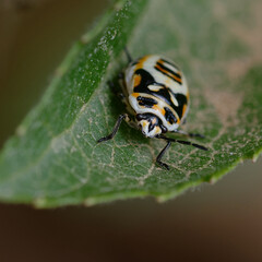 Nymph of Shield bug (Eurydema ornata) on a leaf
