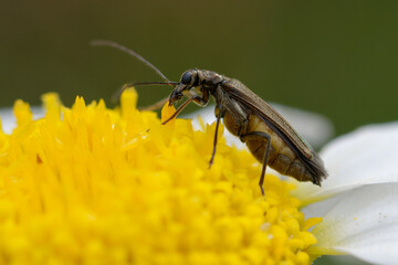 Female Oedemera flavipes on a flower