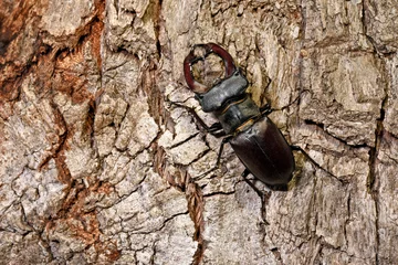 Deurstickers Hirschkäfer // European stag beetle (Lucanus cervus) © bennytrapp