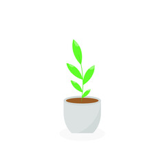 This is a houseplant isolated on a white background.