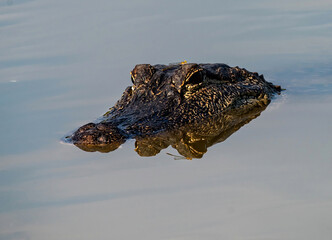 Alligator