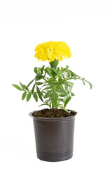 Yellow marigold flower seedling in plastic pot