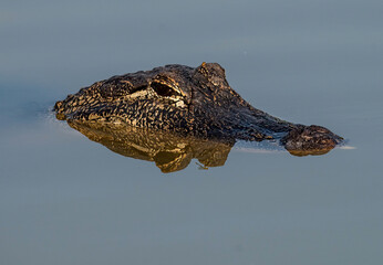Alligator