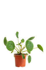 Green pilea plant in pot on white background