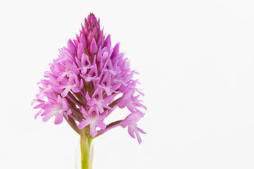 Orqu&iacute;dea piramidal (Anacamptis pyramidalis) sobre fondo blanco