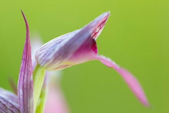 orquídea salvaje serapias en lengua (Serapias lingua) 