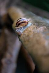 Detailed picture of a snail in a wet wood trunk.