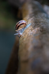 Detailed picture of a snail in a wet wood trunk.
