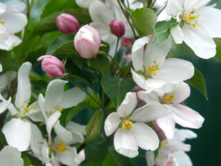 young apple tree blooms with large white-pink flowers in the spring