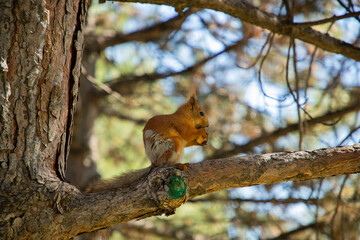 The squirrel sits on a tree and eats cookies.