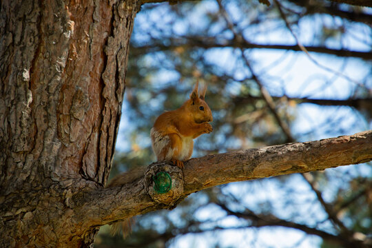 The squirrel sits on a tree and eats cookies.