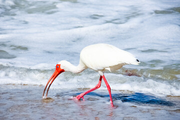 White Ibis Water Bird in Florida Beach Ocean - obrazy, fototapety, plakaty