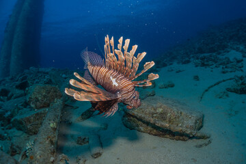 Lionfish in the Red Sea colorful fish, Eilat Israel
