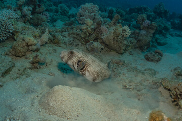 Fish swim in the Red Sea, colorful fish, Eilat Israel

