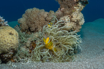 Coral reef and water plants in the Red Sea, Eilat Israel

