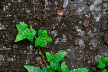 Ivy plant in a tree trunk. Natural plant texture, background.