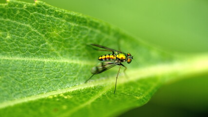 Long legged fly on a leaf in Cotacachi, Ecuador