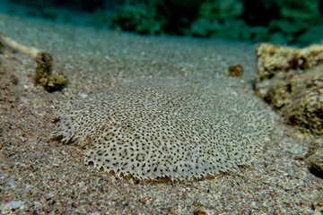 Fish swim in the Red Sea, colorful fish, Eilat Israel
