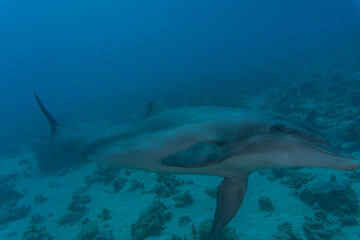 Fototapeta premium Dolphin swimming in the Red Sea, Eilat Israel 