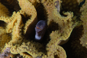 Moray eel Mooray lycodontis undulatus in the Red Sea, eilat israel
