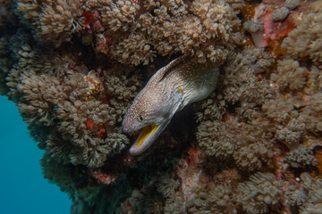 Moray eel Mooray lycodontis undulatus in the Red Sea, eilat israel
