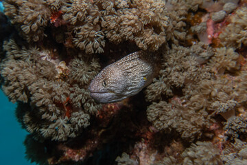 Moray eel Mooray lycodontis undulatus in the Red Sea, eilat israel
