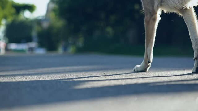 Wild animal wolf in the cape landscape. Slowed video of a dangerous wolf running through the streets of the city among the houses.