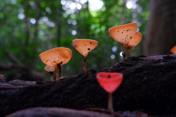 Red cup mushroom or fungi kingdom