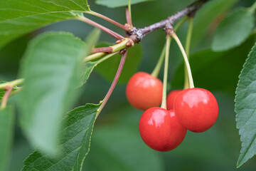 Sour cherries ripen on the tree