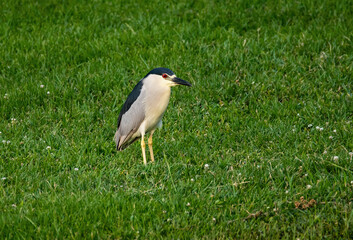 Naklejka premium Black Crowned Night Heron